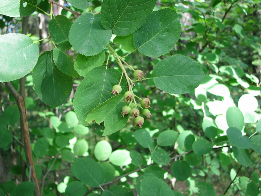 Ирга круглолистная куст