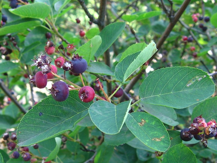 Ирга круглолистная (Amelanchier ovalis)
