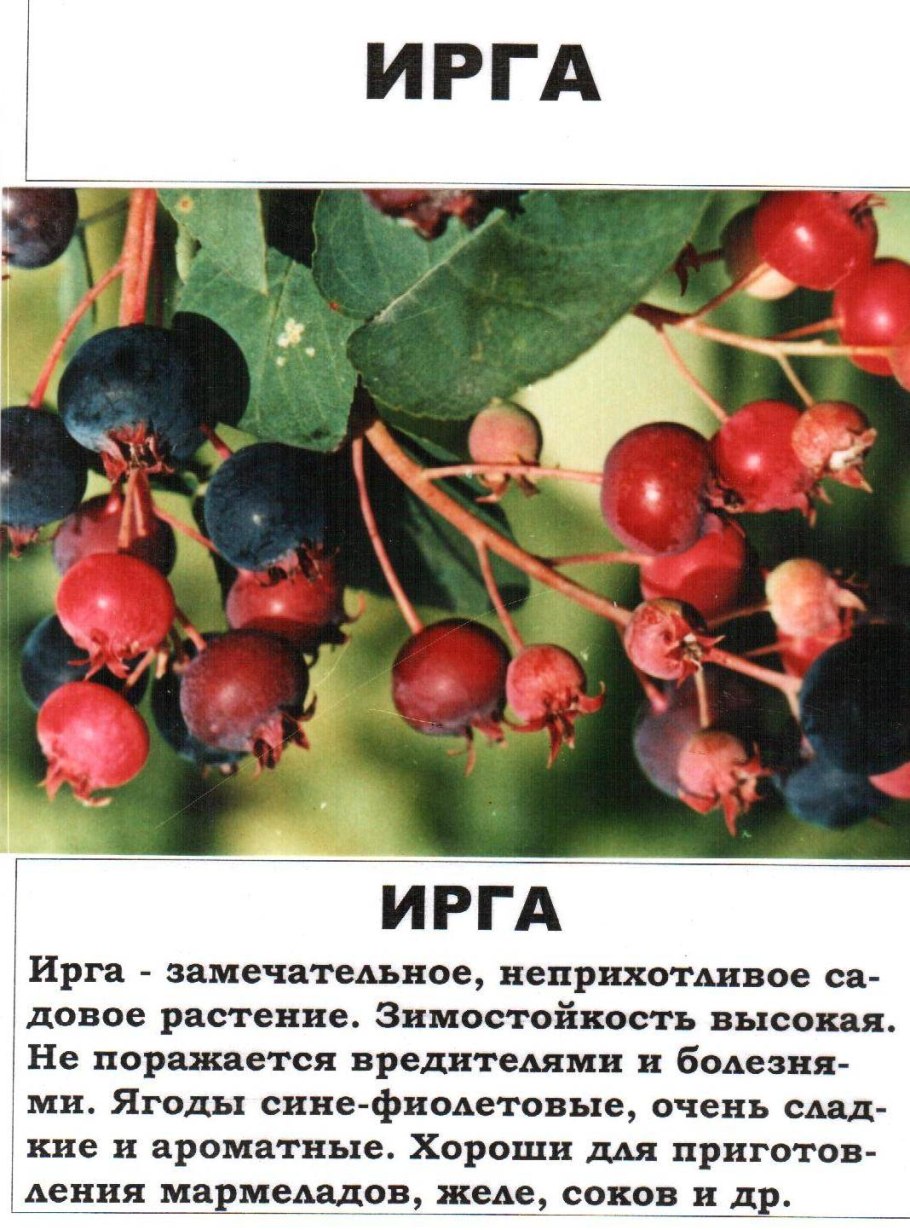 Ирга ягода описание