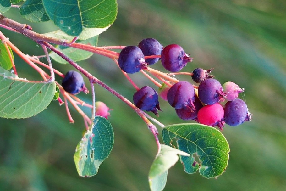 Ирга колосистая Amelanchier spicata