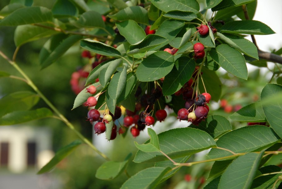 Ирга канадская (Amelanchier canadensis)
