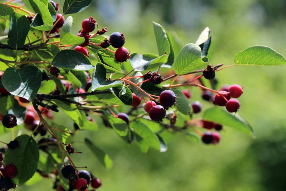 Ирга (Amelanchier)