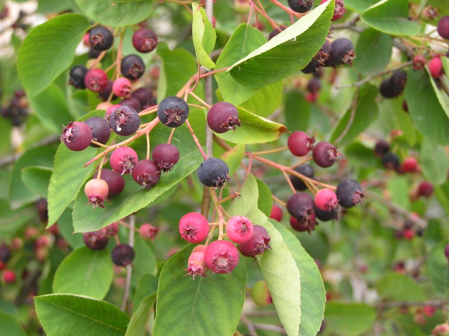 Ирга круглолистная (Amelanchier ovalis)