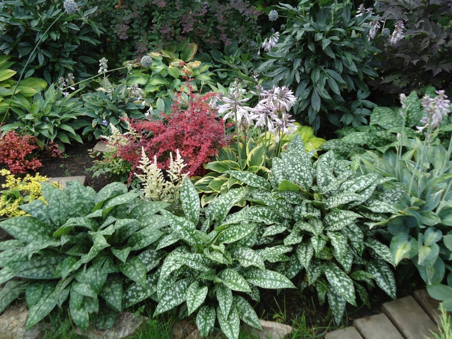 Хоста папоротник астильба