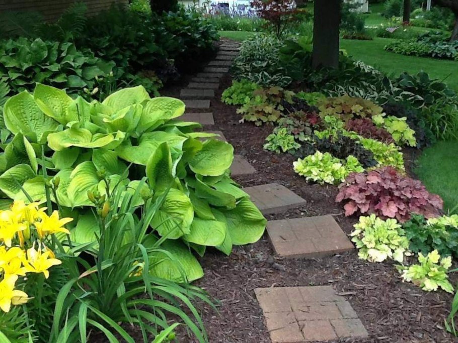 Хоста гибридная миксбордер