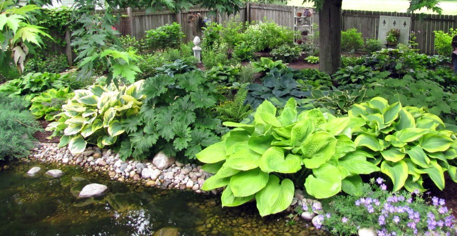 Бадан и Хоста