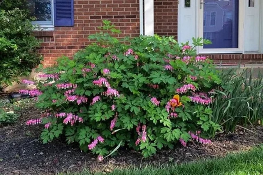 Дицентра великолепная куст