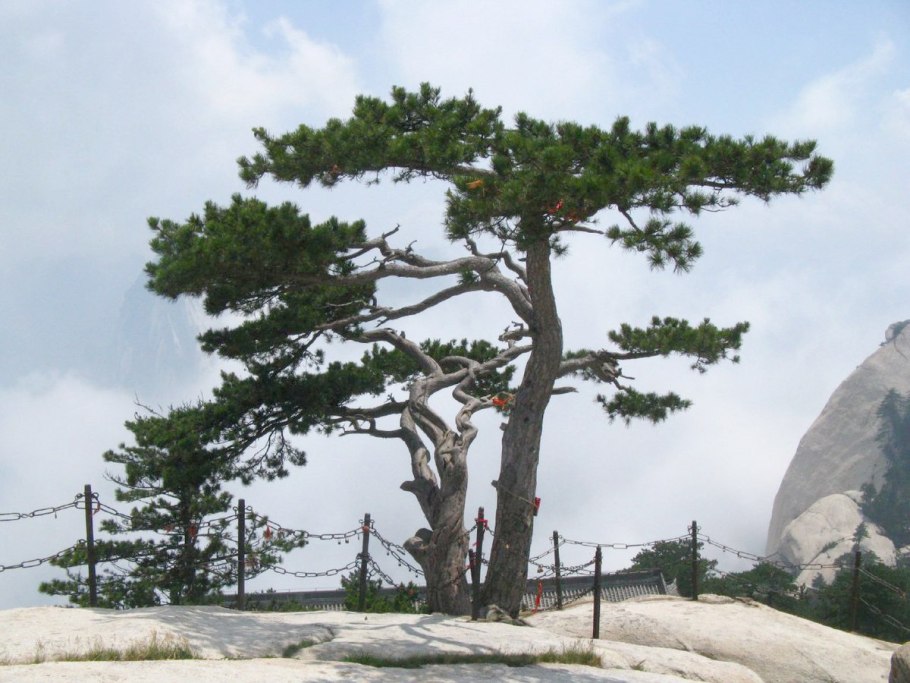 Pinus Sylvestris Albyns
