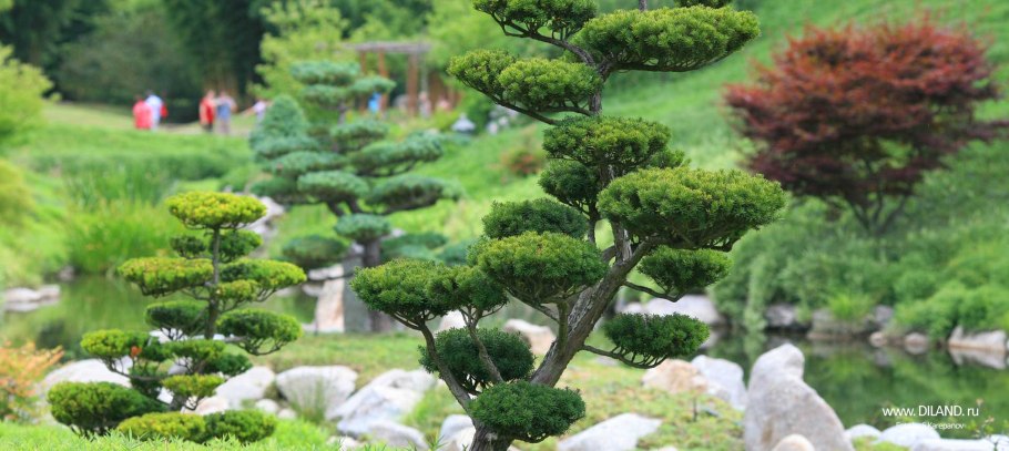 Pinus tabuliformis