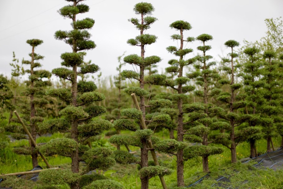 Сосна обыкновенная Ватерери Pinus Sylvestris