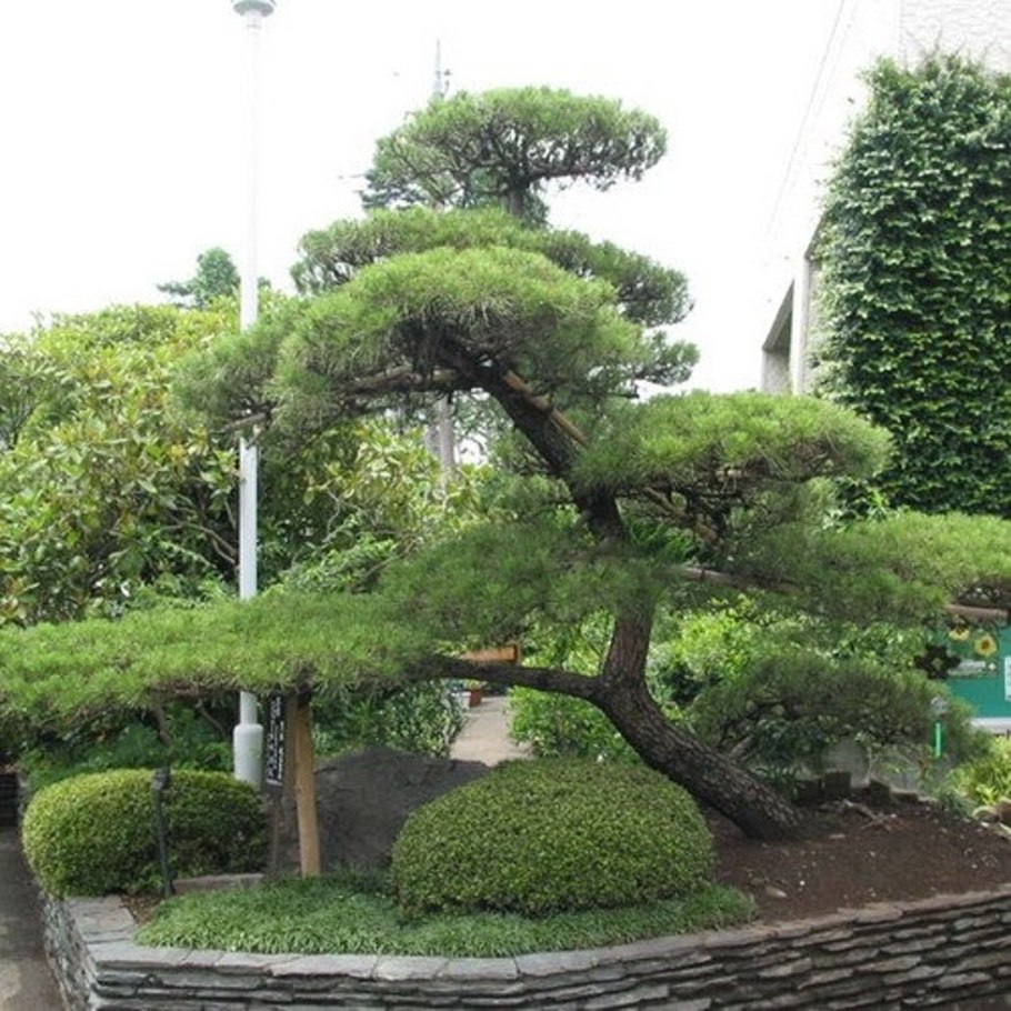 Pinus koraiensis Changbai
