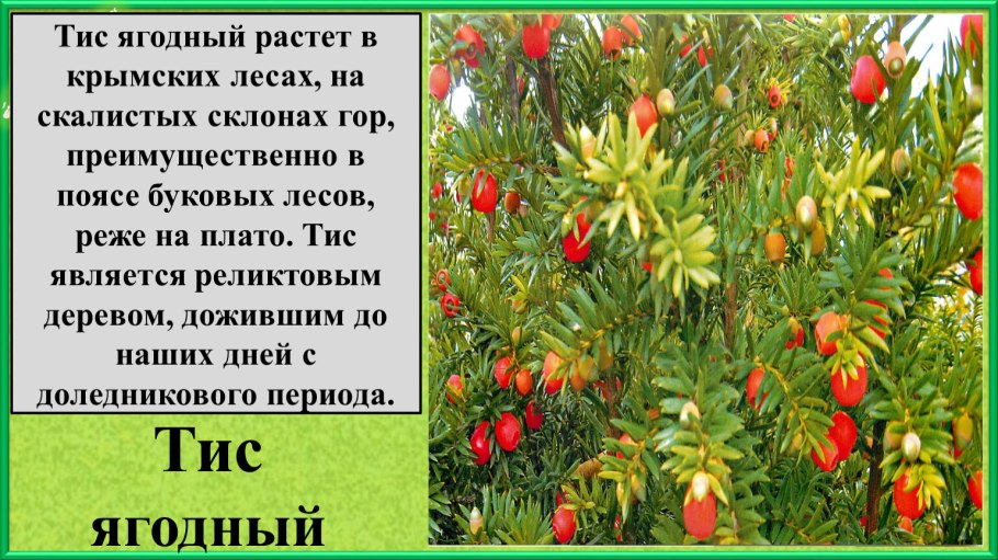 Тис ягодный красная книга