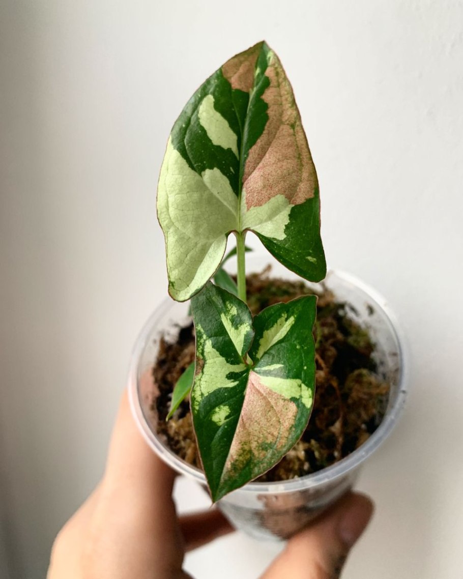 Syngonium podophyllum moonshine