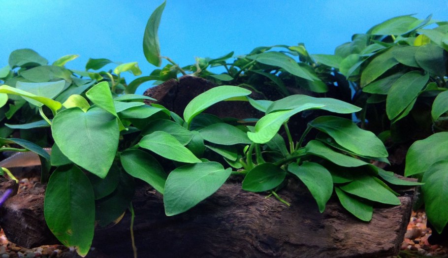 Анубиас аквариумное растение