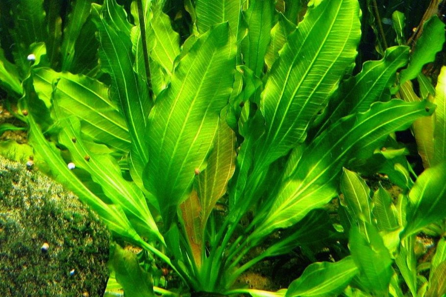 Эхинодорус амазонский (Echinodorus amazonicus)