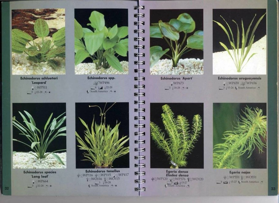 Аквариумные растения и их названия