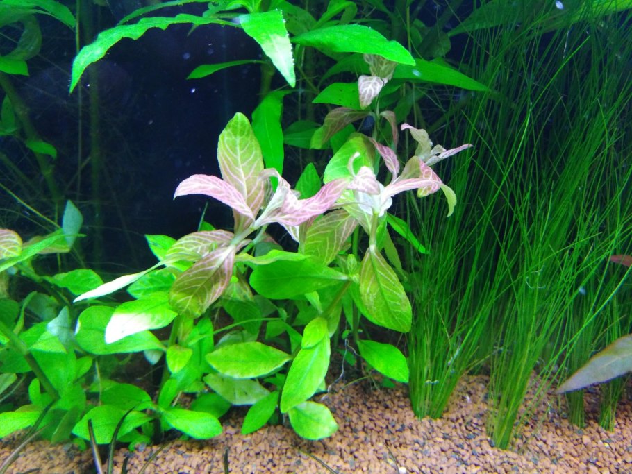 Гигрофила многосемянная