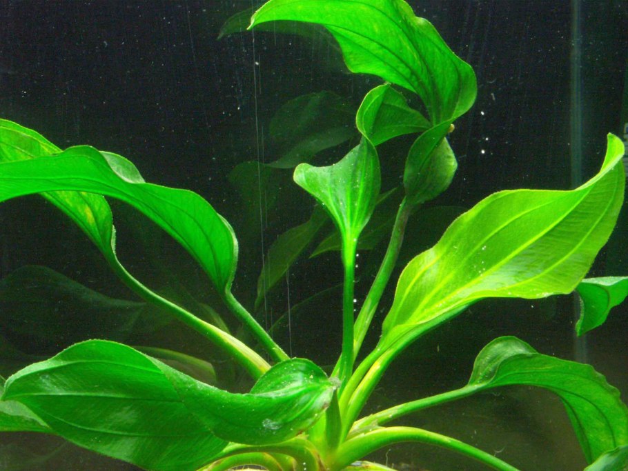 Эхинодорус портоалегренсис