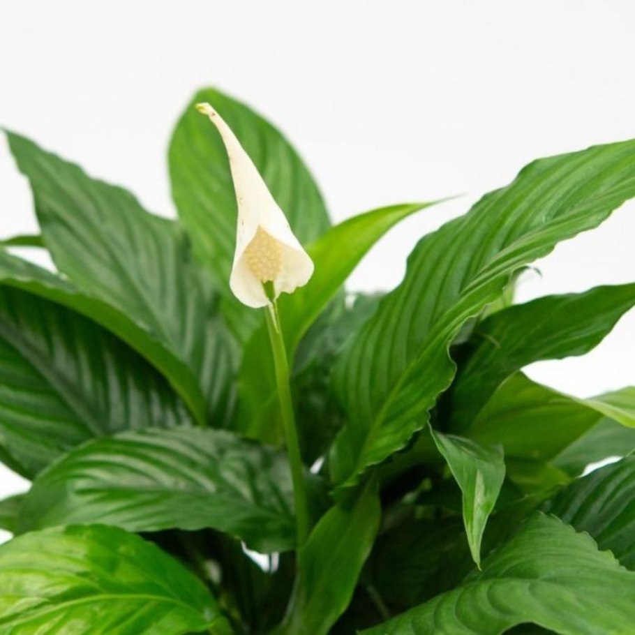 Спатифиллум Свит Сильвио Spathiphyllum Sweet Silvio