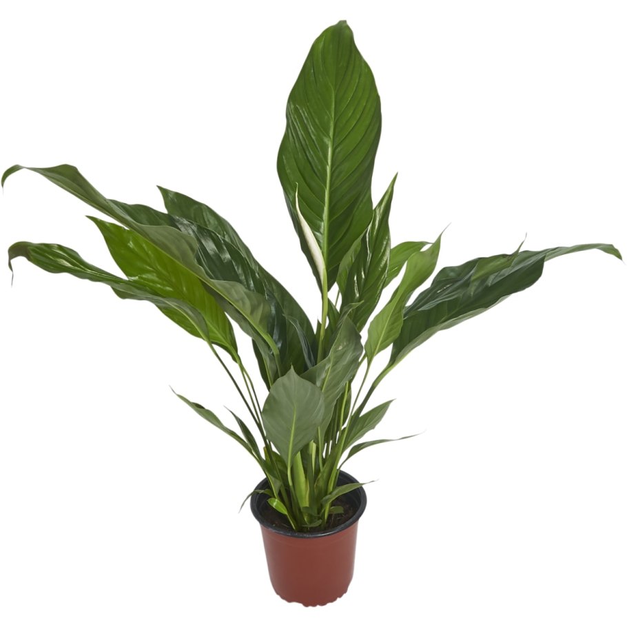 Спатифиллум (Spathiphyllum)