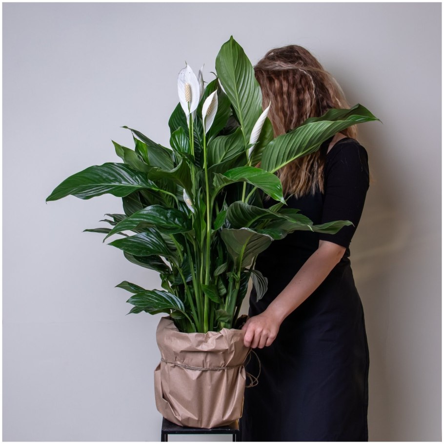 Спатифиллюм "Chicco "Spathiphyllum Chicco