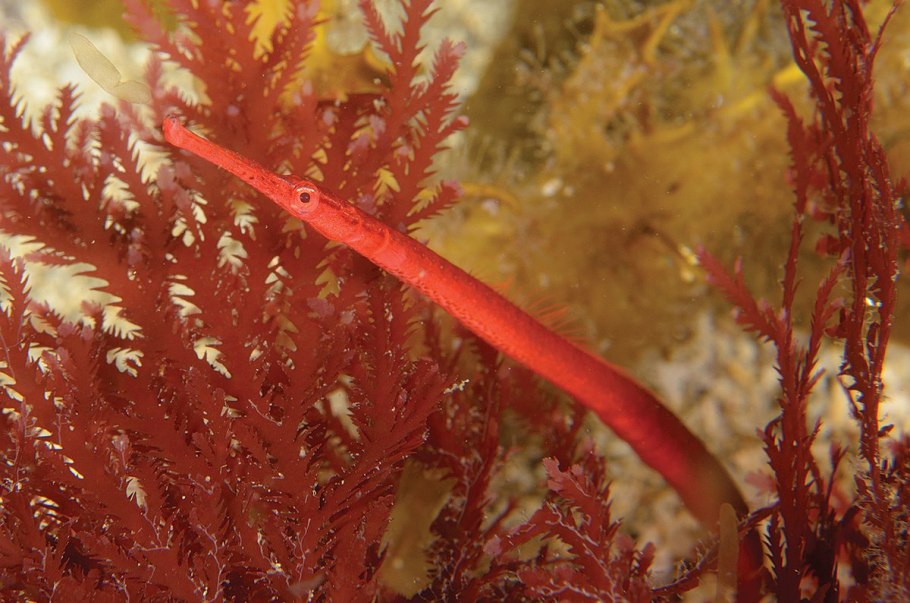 Флоридеевые водоросли