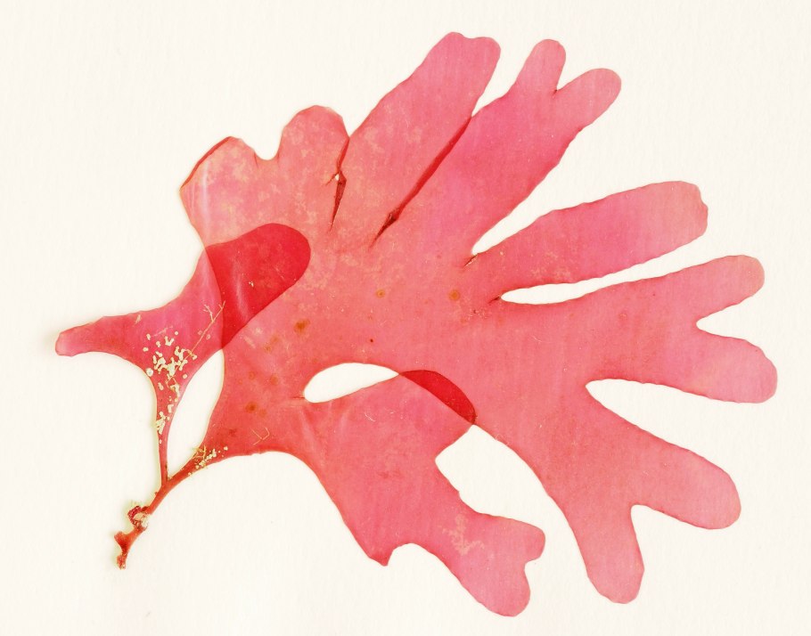 Порфира Филлофора