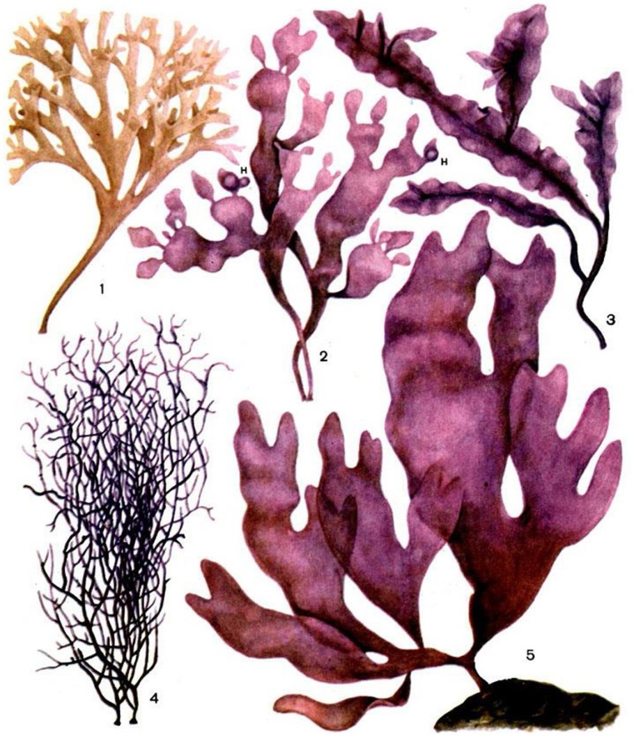 Красные водоросли (Rhodophyta)