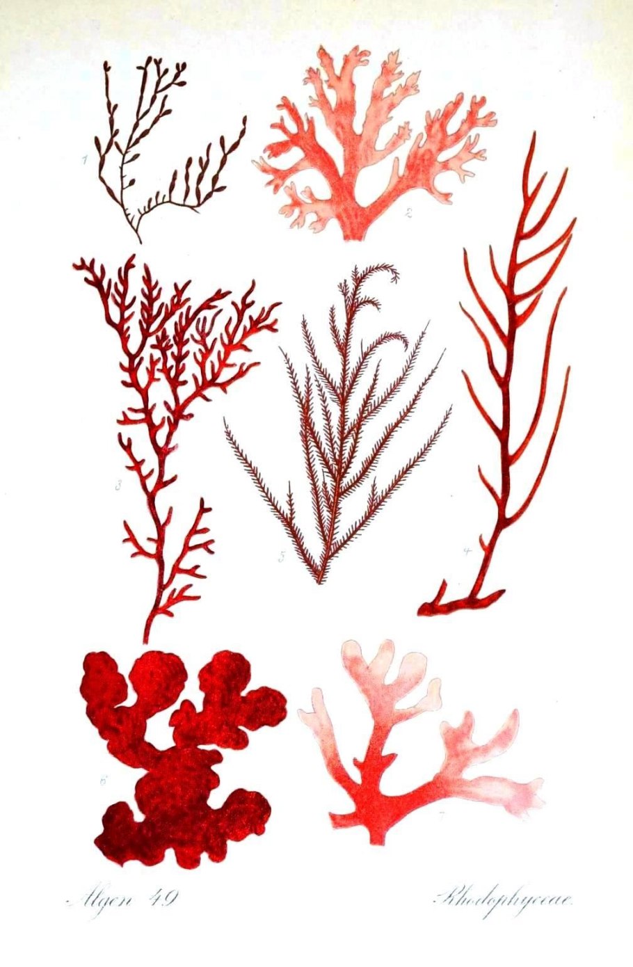 Corallium rubrum