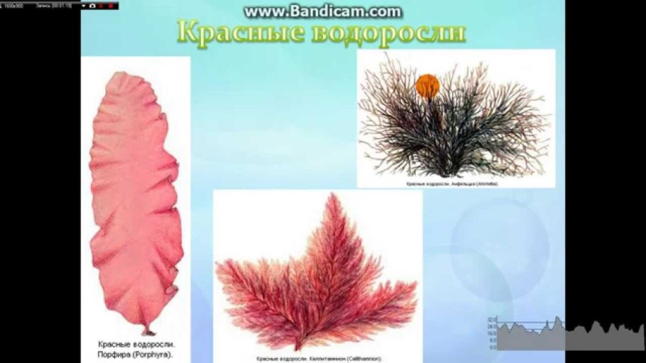 Порфира Филлофора