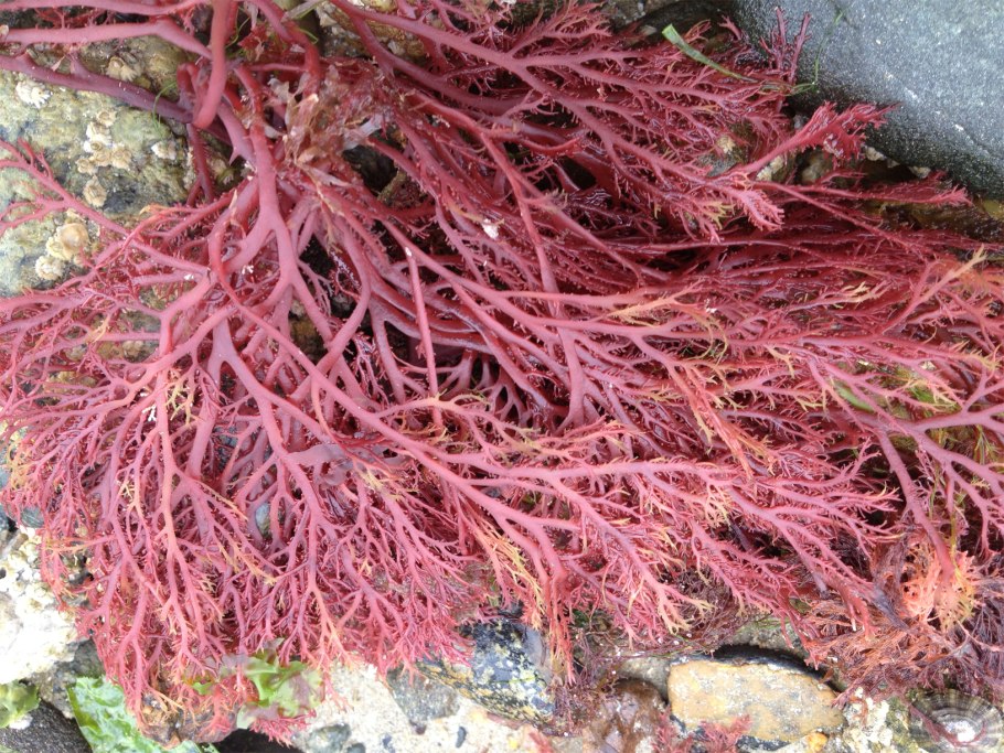 Красная водоросля на белом фоне