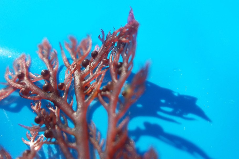 Red glacilari macroalgae