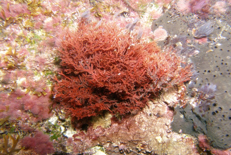 Красные водоросли анфельция