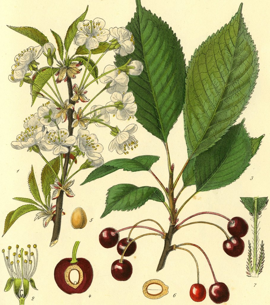 Вишня Птичья Prunus avium