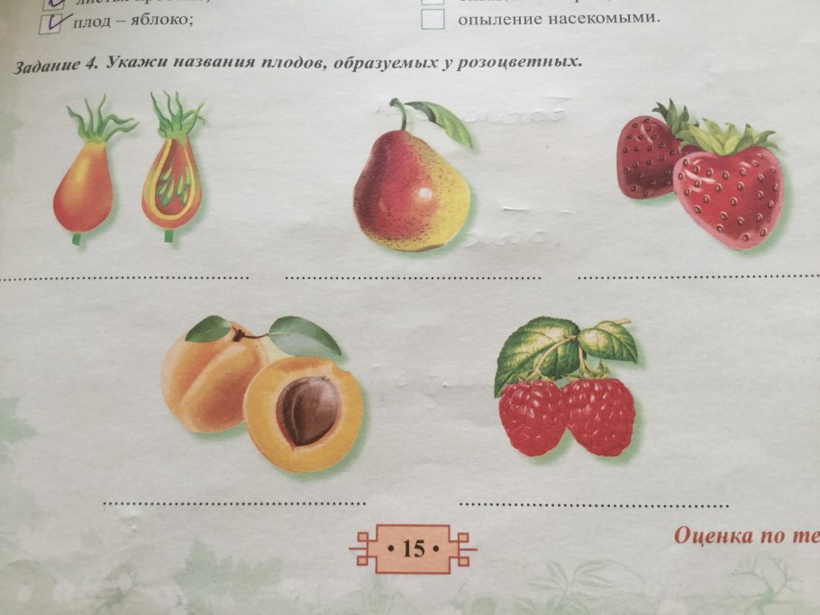 Семейство Розоцветные роза