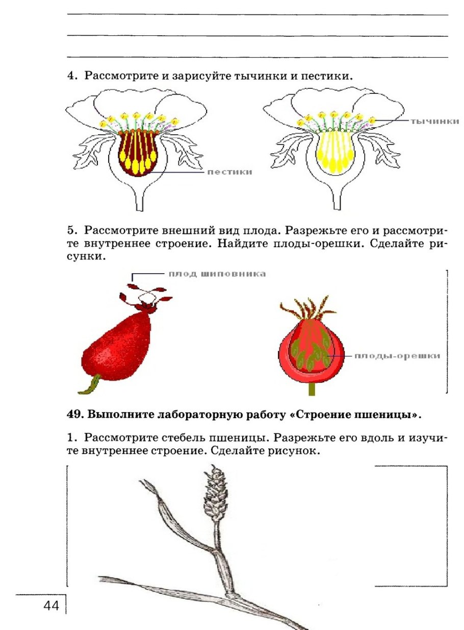 Семейство Розоцветные листорасположение