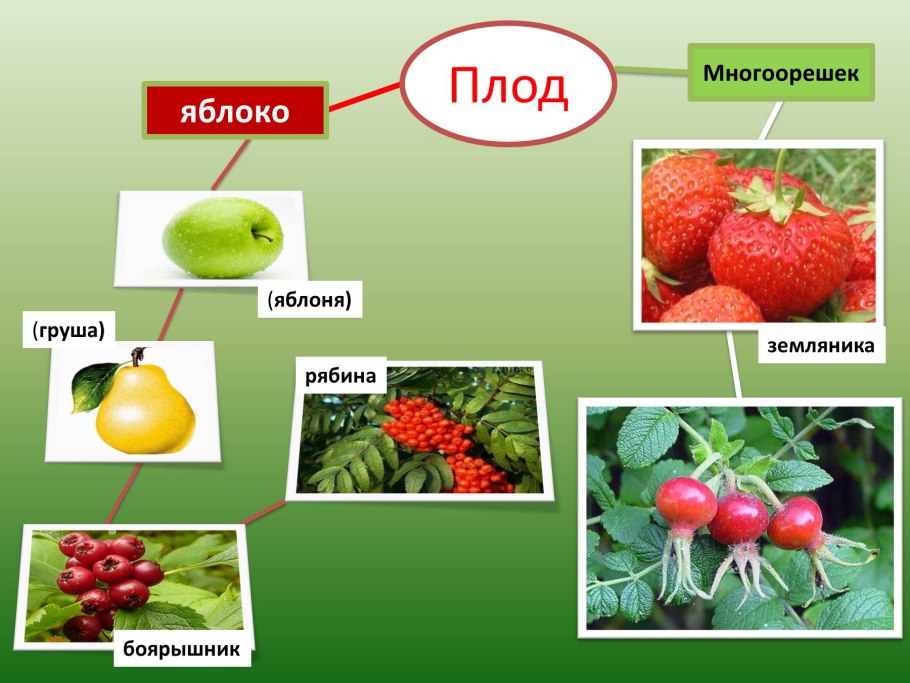 Розоцветные культурные растения