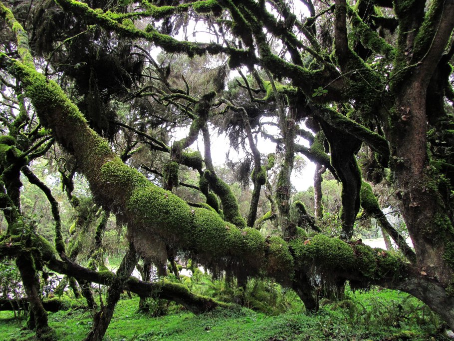 Тропические леса Эфиопии