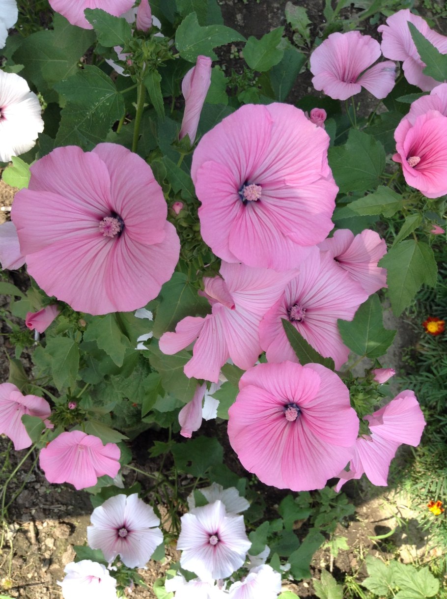 Лаватера на клумбе