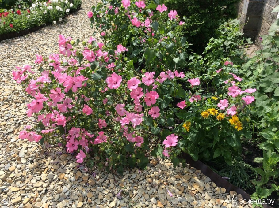 Лаватера Свит дримс на даче