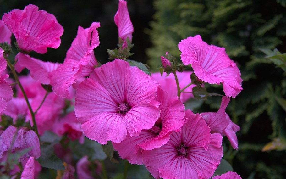 Лаватера тюрингенская многолетняя