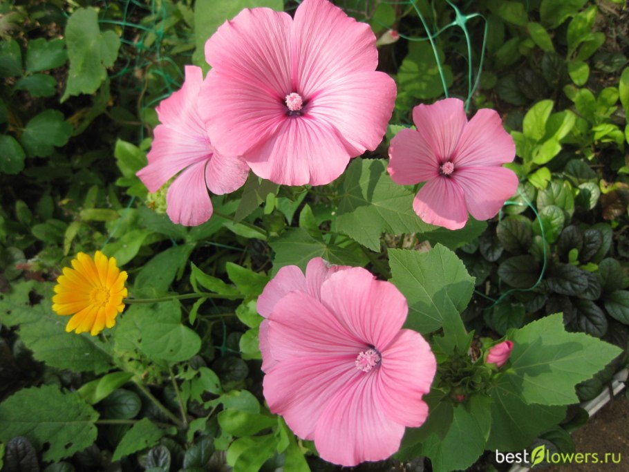 Лаватера цветок куст