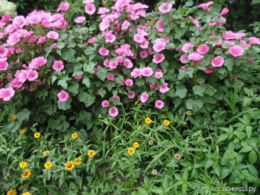 Лаватера тюрингенская многолетняя