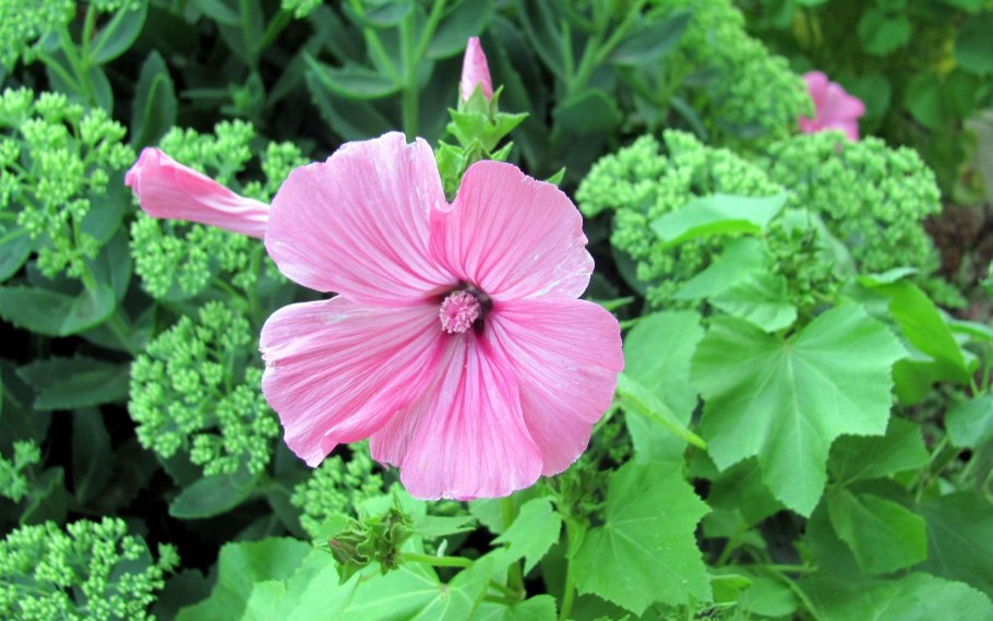 Лаватера в цветнике