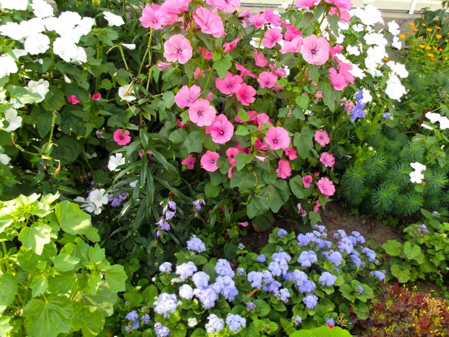 Лаватера розовая магия