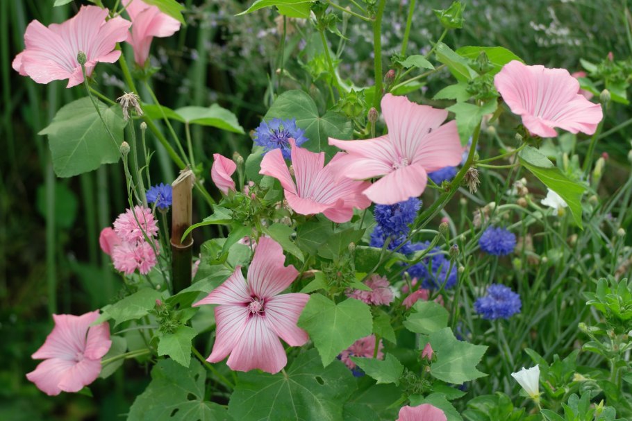 Лаватера монт Роуз