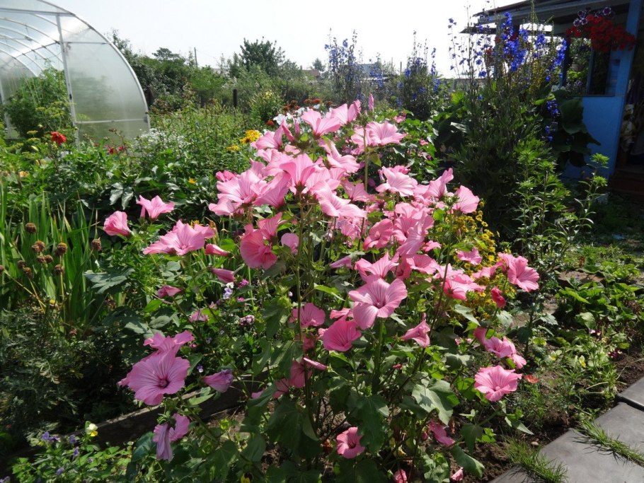 Лаватера танагра