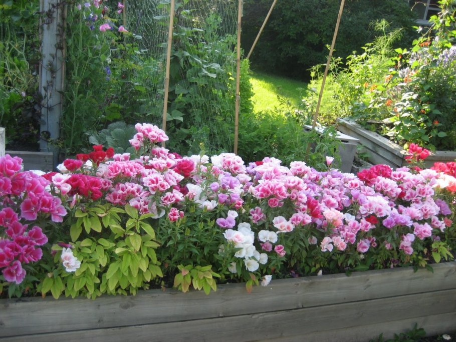 Лаватера на клумбе