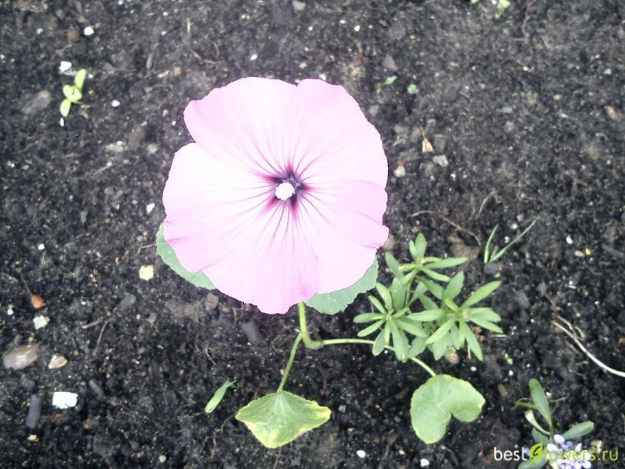 Цветок лаватера однолетник