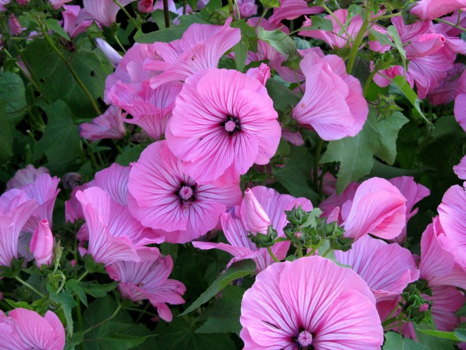 Лаватера меланж